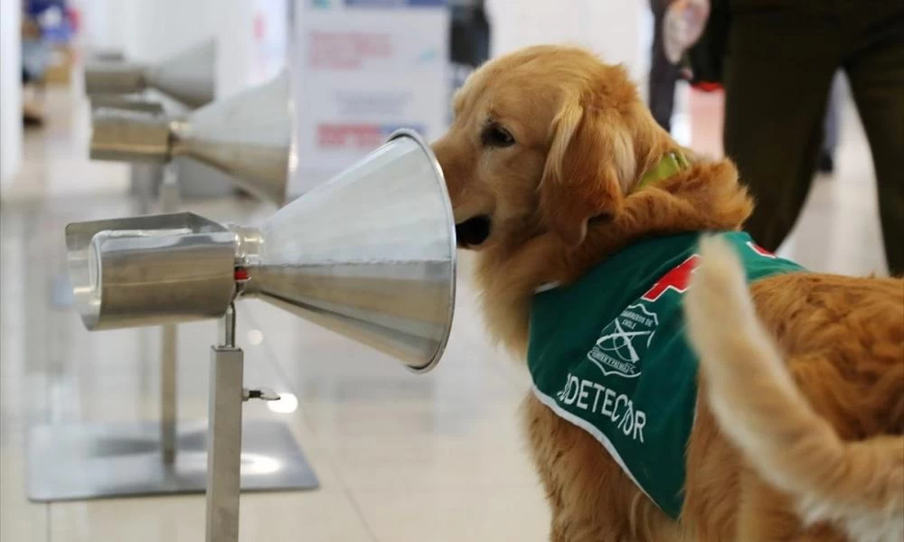 Η Ιταλία θα χρησιμοποιήσει ειδικά εκπαιδευμένους σκύλους κατά του covid-19
